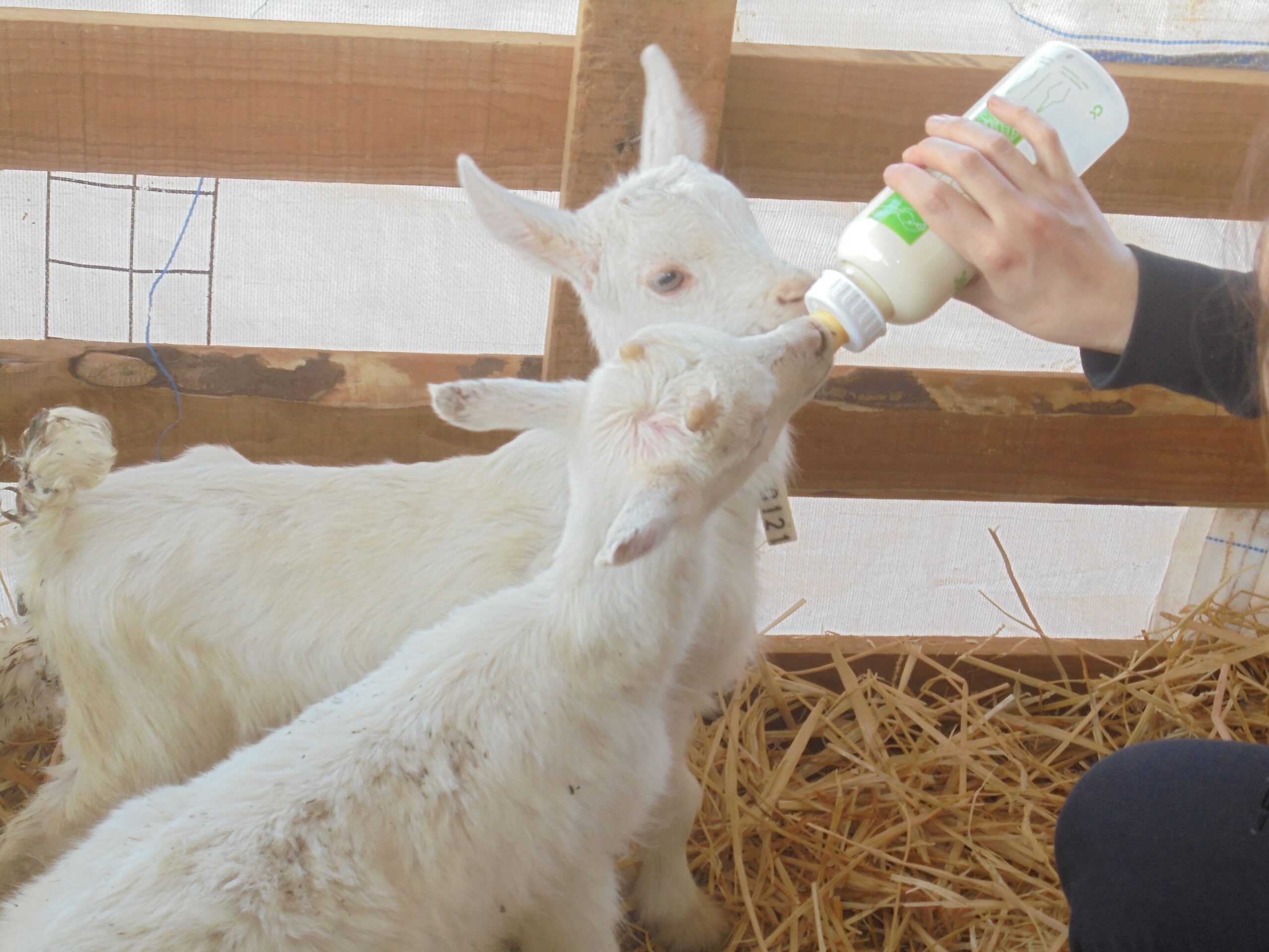 First-colostrum-intake-with-bottle